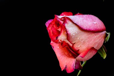 Koyu arkaplanda güzel bir gül