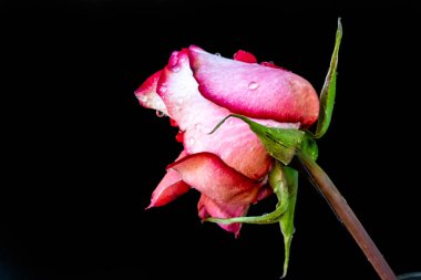 Koyu arkaplanda güzel bir gül