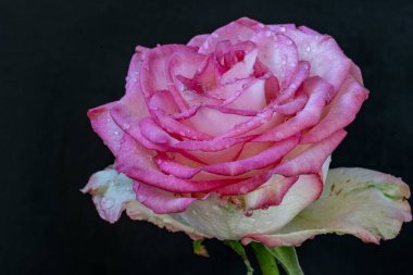 Koyu arkaplanda güzel bir gül