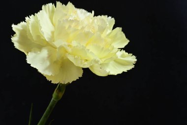 Koyu arkaplanda güzel beyaz karanfil çiçeği