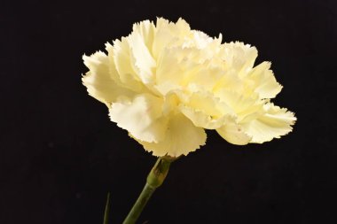 Koyu arkaplanda güzel beyaz karanfil çiçeği