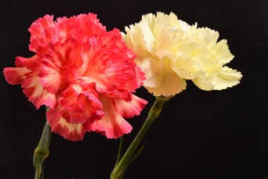 Koyu arka planda güzel karanfil çiçekleri