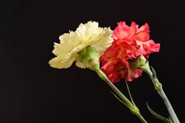 Koyu arka planda güzel karanfil çiçekleri