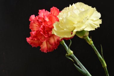 Koyu arka planda güzel karanfil çiçekleri