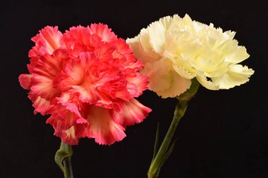 Koyu arka planda güzel karanfil çiçekleri