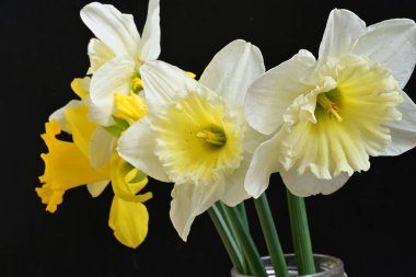 Narcissus bahar çiçekleri siyah arkaplanı kapatır 