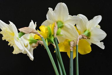Narcissus bahar çiçekleri siyah arkaplanı kapatır 