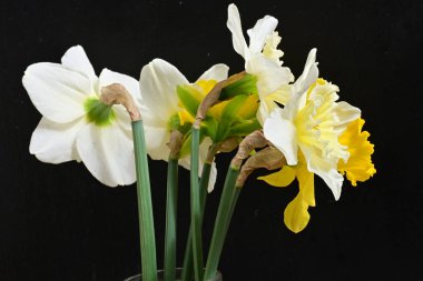 Narcissus bahar çiçekleri siyah arkaplanı kapatır 