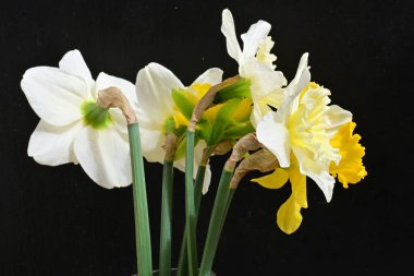 Narcissus bahar çiçekleri siyah arkaplanı kapatır 