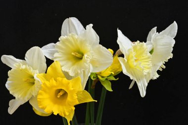 Narcissus bahar çiçekleri siyah arkaplanı kapatır 