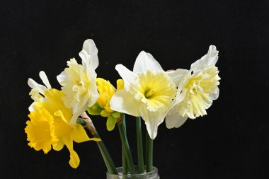 Siyah arka plan üzerine güzel nergis çiçekleri