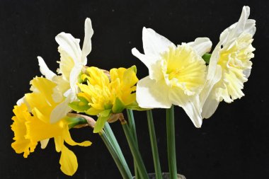 Siyah arka plan üzerine güzel nergis çiçekleri