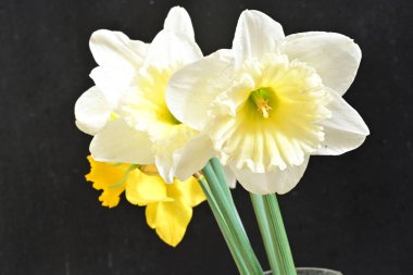 Siyah arka plan üzerine güzel nergis çiçekleri