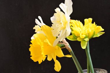 Siyah arka plan üzerine güzel nergis çiçekleri