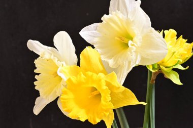 Siyah arka plan üzerine güzel nergis çiçekleri