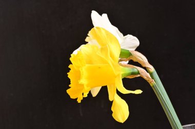 Siyah arka plan üzerine güzel nergis çiçekleri