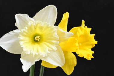 Siyah arka plan üzerine güzel nergis çiçekleri