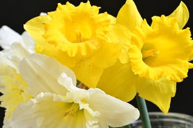 Siyah arka plan üzerine güzel nergis çiçekleri