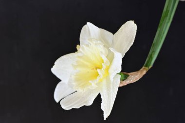 Narcissus ilkbahar çiçeği siyah arkaplanda yakın görünüm 