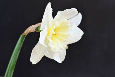 Narcissus ilkbahar çiçeği siyah arkaplanda yakın görünüm 