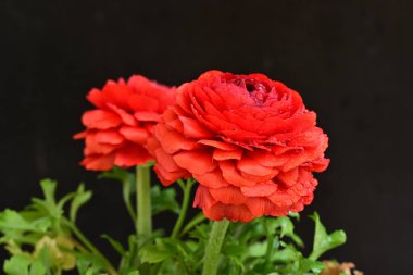 kırmızı ranunculus çiçekleri siyah arkaplanı kapatır 