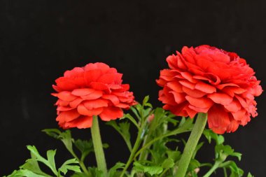 kırmızı ranunculus çiçekleri siyah arkaplanı kapatır 