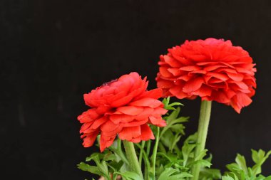 kırmızı ranunculus çiçekleri siyah arkaplanı kapatır 