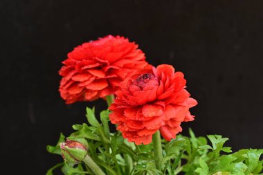 kırmızı ranunculus çiçekleri siyah arkaplanı kapatır 