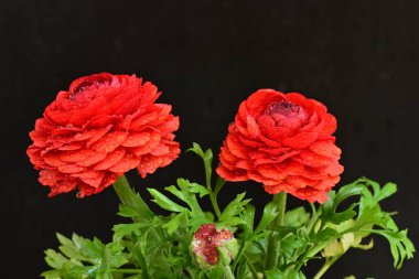 kırmızı ranunculus çiçekleri siyah arkaplanı kapatır 