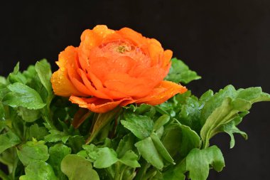 Koyu arkaplanda güzel bir gül