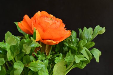 Koyu arkaplanda güzel bir gül