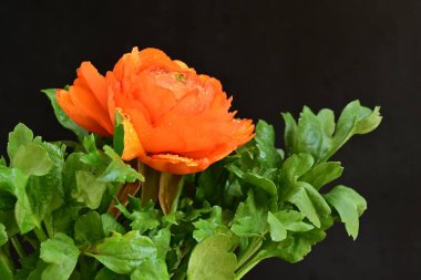 Koyu arkaplanda güzel bir gül