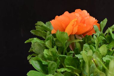 Koyu arkaplanda güzel bir gül