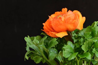 Koyu arkaplanda güzel bir gül