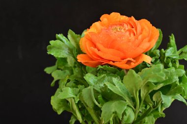 Koyu arkaplanda güzel bir gül