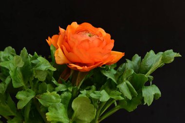 Koyu arkaplanda güzel bir gül