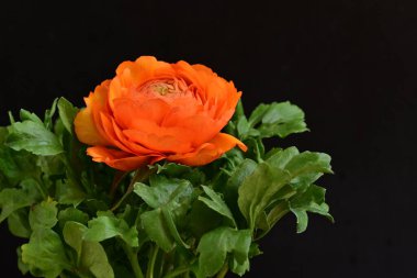 Koyu arkaplanda güzel bir gül