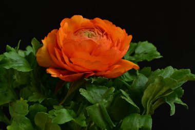 Koyu arkaplanda güzel bir gül