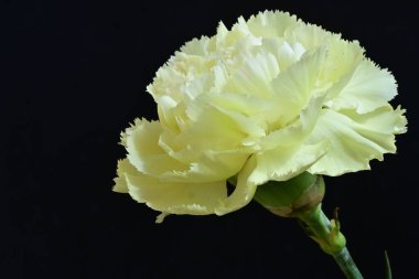 Karanlık arka planda güzel karanfil çiçeği