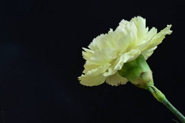 Karanlık arka planda güzel karanfil çiçeği