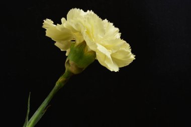 Karanlık arka planda güzel karanfil çiçeği