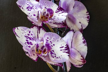 Siyah arkaplanda orkide çiçekleri 