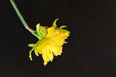 Narcissus ilkbahar çiçeği siyah arkaplanda yakın görünüm 