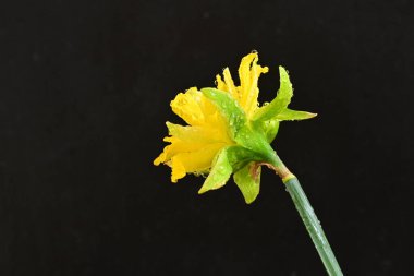 Narcissus ilkbahar çiçeği siyah arkaplanda yakın görünüm 