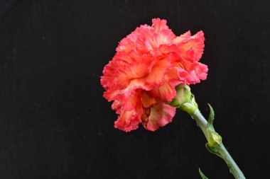 Karanlık arka planda güzel karanfil çiçeği