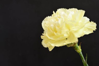 Karanlık arka planda güzel karanfil çiçeği