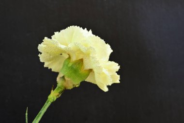 Karanlık arka planda güzel karanfil çiçeği