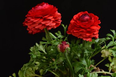 kırmızı ranunculus çiçekleri siyah arkaplanı kapatır 
