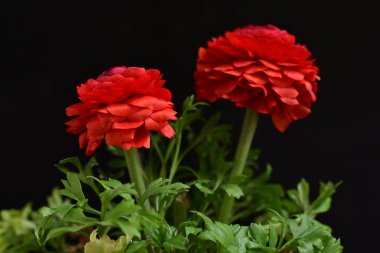 kırmızı ranunculus çiçekleri siyah arkaplanı kapatır 