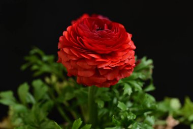 kırmızı ranunculus çiçekleri siyah arkaplanı kapatır 